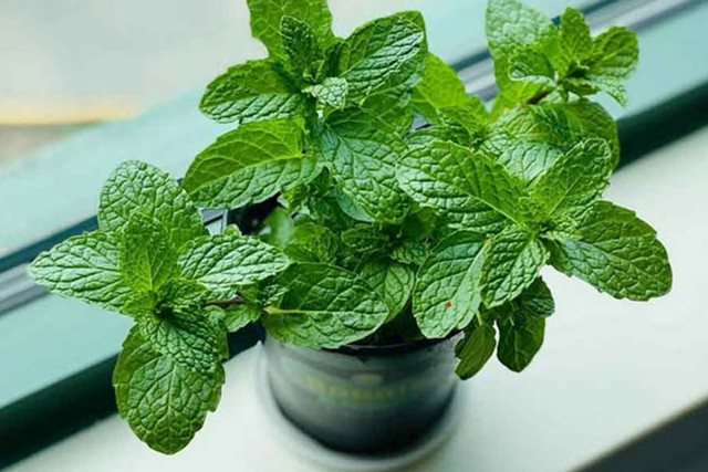 Khám phá lợi ích sức khỏe tiềm năng của bạc hà